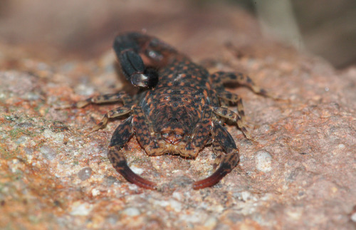 Marbled Scorpion photo 4