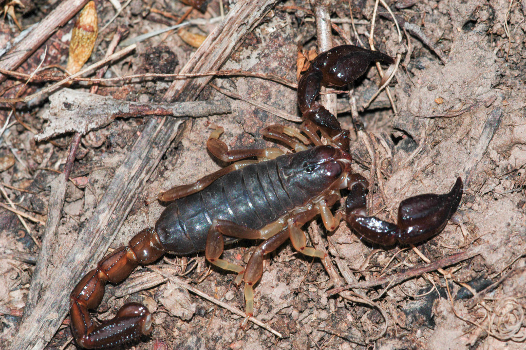 Black rock scorpion