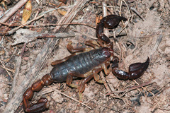 Black rock scorpion