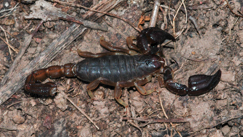 Black rock scorpion photo 5