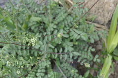 Sanguisorba minor balearica