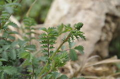 Sanguisorba minor balearica