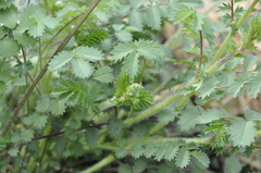 Sanguisorba minor balearica
