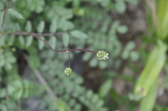 Sanguisorba minor balearica