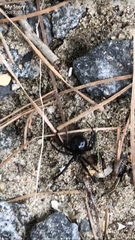 Latrodectus variolus