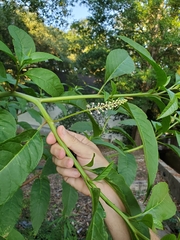 Phytolacca americana rigida