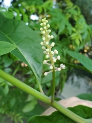 Phytolacca americana rigida