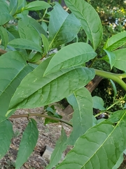 Phytolacca americana rigida