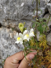 Antirrhinum siculum