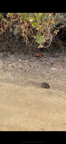 iNaturalist observation photo of House Mouse