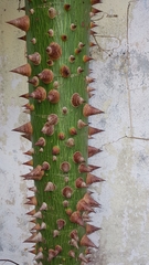 Ceiba pentandra