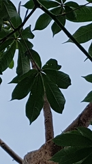 Ceiba pentandra
