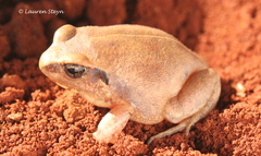 Arthroleptis stenodactylus