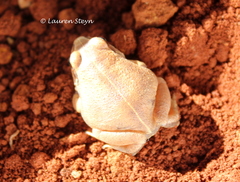 Arthroleptis stenodactylus