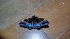 Ischyja hemiphaea