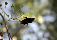 Ephyriades brunnea