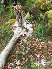 Asphodelus albus