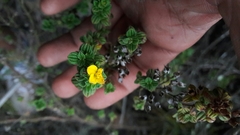 Chaetolepis microphylla
