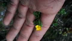 Chaetolepis microphylla