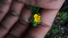 Chaetolepis microphylla