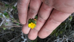 Chaetolepis microphylla
