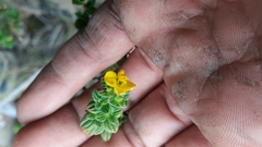 Chaetolepis microphylla
