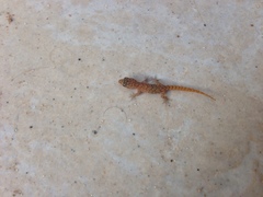 Mediodactylus orientalis