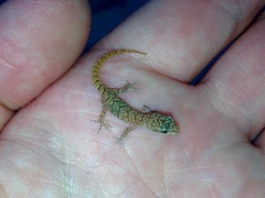 Mediodactylus orientalis