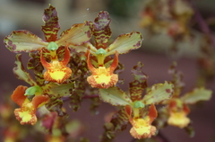 Cyrtopodium punctatum