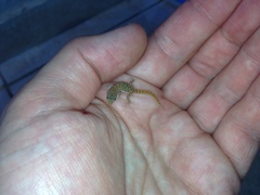 Mediodactylus orientalis