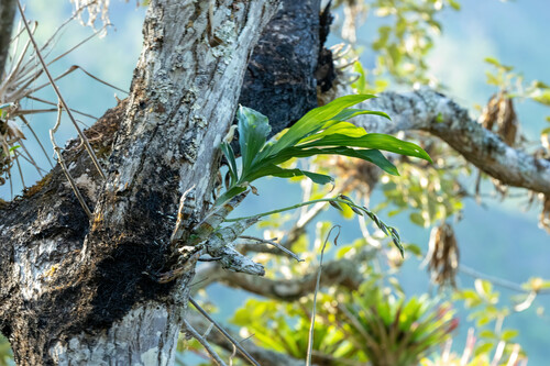 Catasetum saccatum, photograph 5