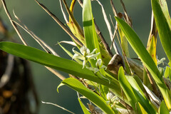 Prosthechea aemula, photograph (c) Thibaud Aronson, some rights reserved (CC BY-SA)