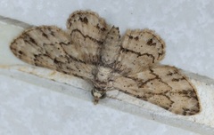 Gymnoscelis biangulata