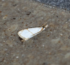 Pseudargyria interruptella