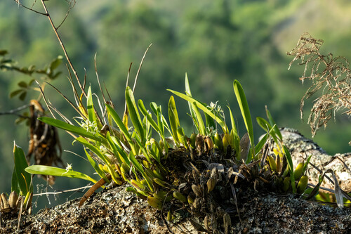 Prosthechea aemula, photograph 4