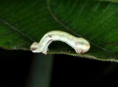 Racotis boarmiaria