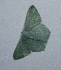 Thalassodes immissaria