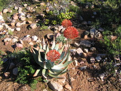 Aloe comptonii