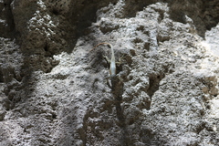 Sceloporus parvus