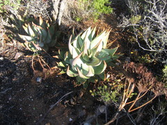 Aloe comptonii