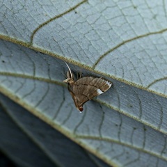 Cangetta hartoghialis