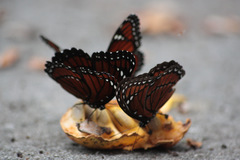 Limenitis archippus floridensis
