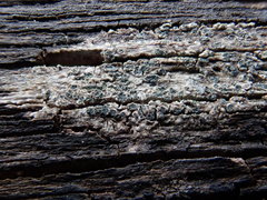 Buellia griseovirens