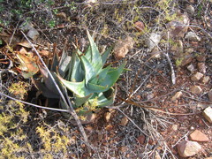 Aloe comptonii