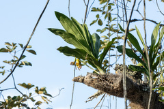 Catasetum saccatum, photograph (c) Thibaud Aronson, some rights reserved (CC BY-SA)