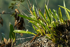 Prosthechea aemula, photograph (c) Thibaud Aronson, some rights reserved (CC BY-SA)