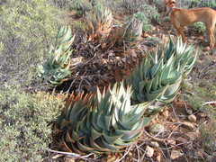 Aloe comptonii
