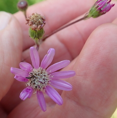 Senecio polyodon subglaber