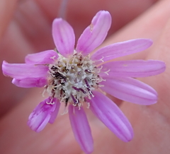 Senecio polyodon subglaber
