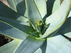 Aloe comptonii